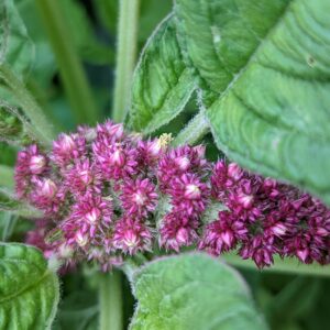 Amaranth “Love Lays Bleeding” Seeds