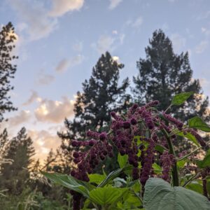 Amaranth “Love Lays Bleeding” Seeds